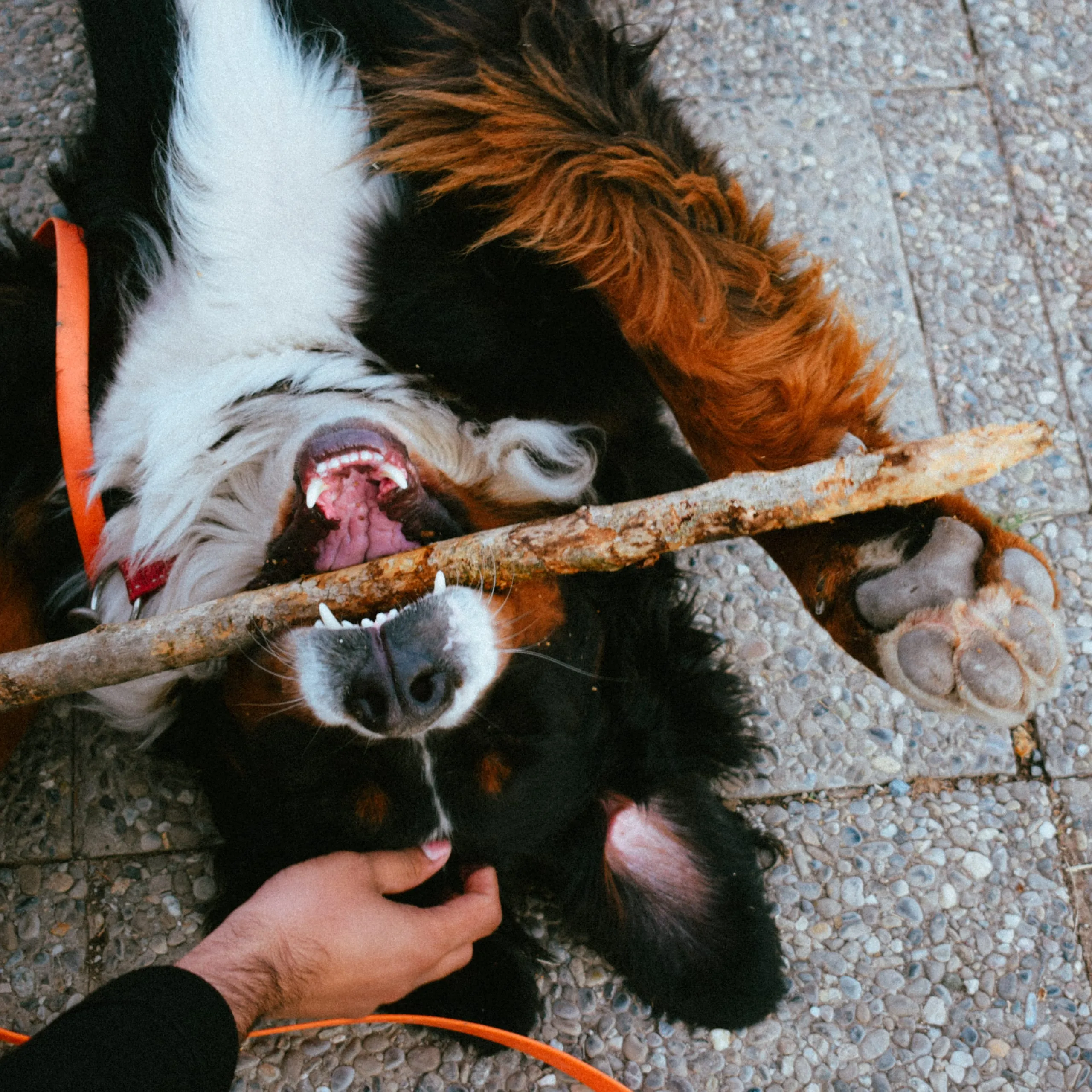 A Bernese mountain dog lying on its back with a stick in its mouth while a hand scratches its chest