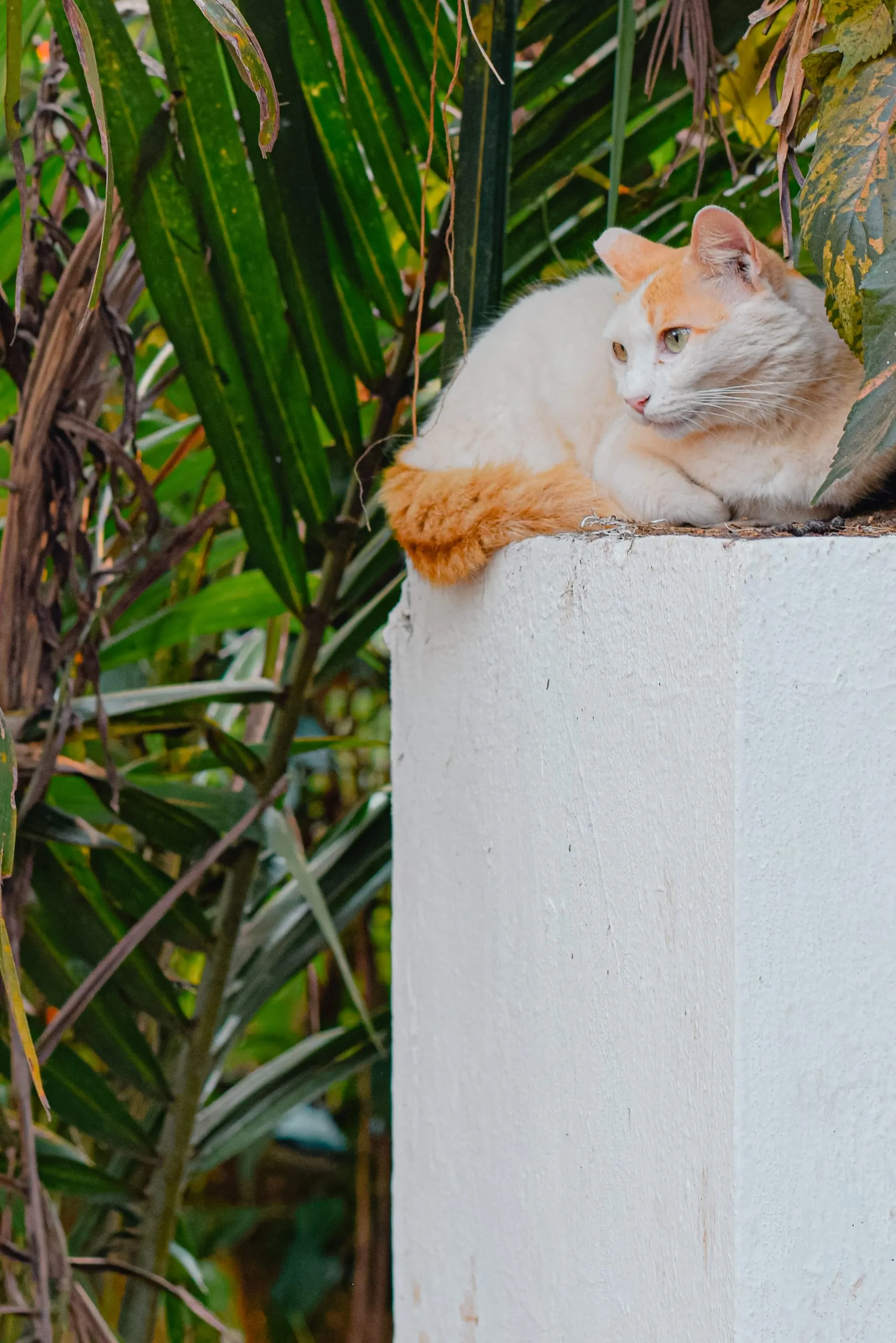 An orange and white cat resting on a white pillar among palm leaves