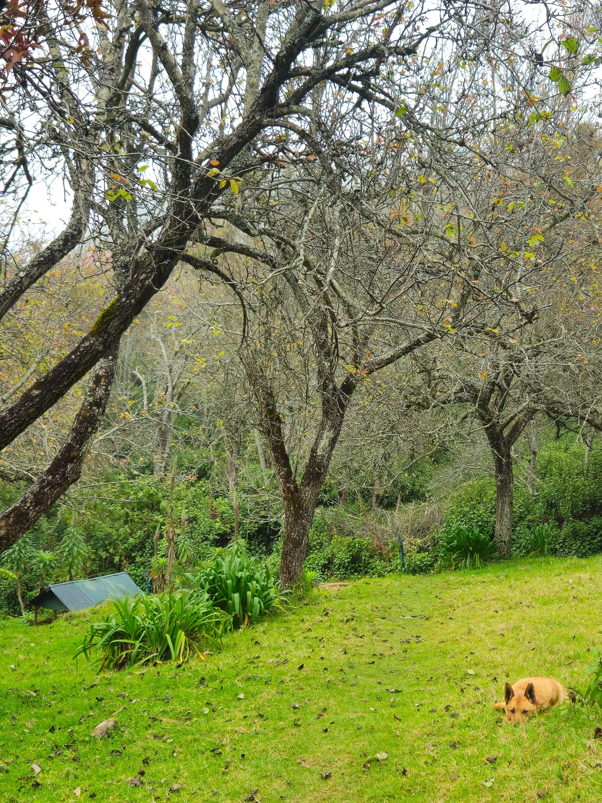 Bare trees over a green slope, with a small brown dog resting in the grass